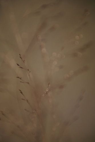 Des graminées de rêve dans des tons de terre doux.