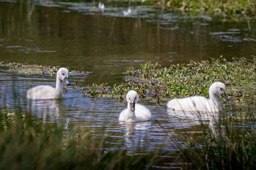 Young swans on the water