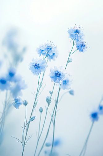 Blauwe bloemenweide