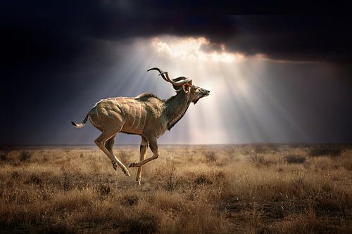 VliegendeKudu