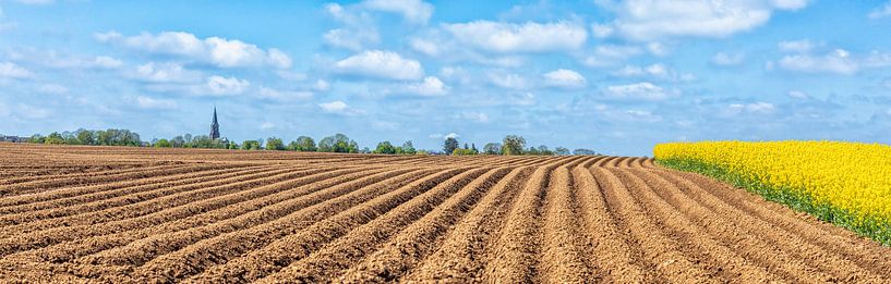 Aardappelruggen  en koolzaad in Zuid-Limburg van John Kreukniet