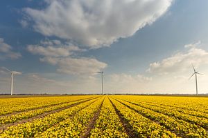 Narzissenfeld mit blauem Himmel