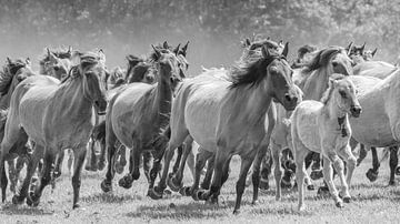 Dülmener Wildpferde im Galopp ( SW Version ) von Friedhelm Peters