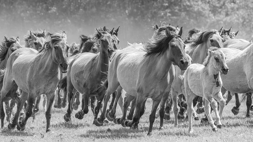 Dülmen wild horses galloping ( SW version ) by Friedhelm Peters