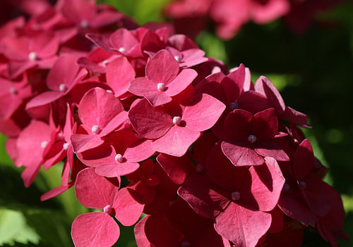 Hortensia