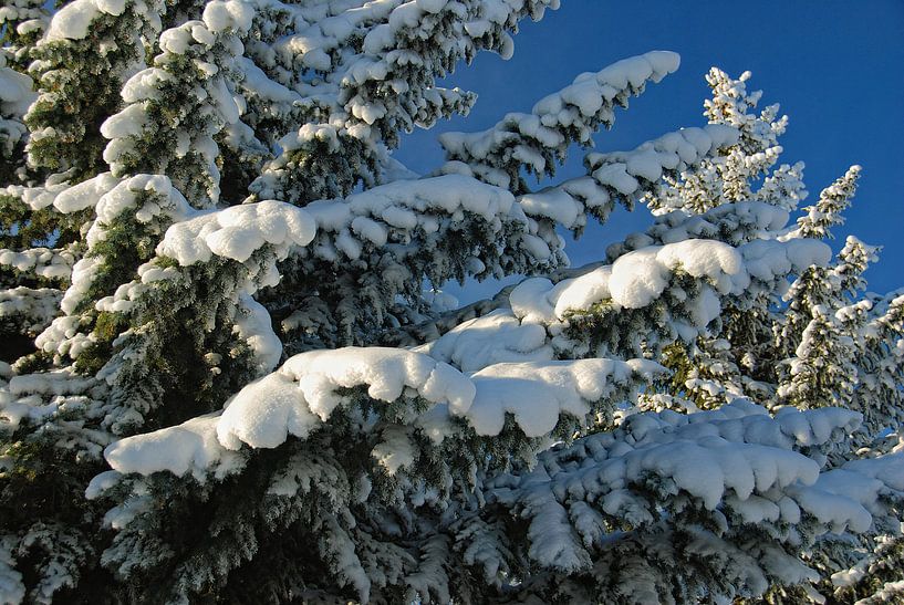 RIJP/FROST by Roelof Touw