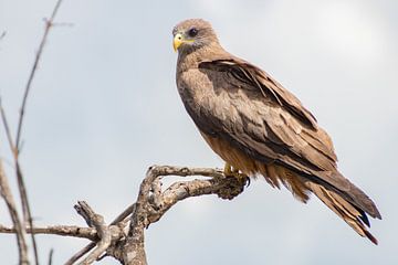 Gelbschnabelmilan von Marijke Arends-Meiring