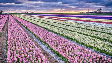 Colourful bulb field with hyacinths by eric van der eijk