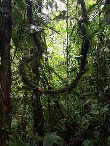 Jungle schommel in costa rica
