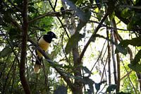 Plush Crested Jay II