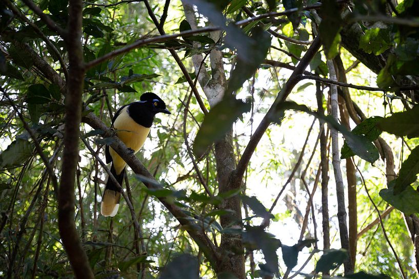 Plush Crested Jay II van Merijn Geurts