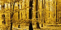 Gouden Amsterdams Bos Panorama van Hendrik-Jan Kornelis thumbnail
