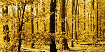 Goldener Amsterdamer Wald