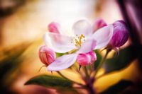 Apfelblüte vom Licht umtanzt
