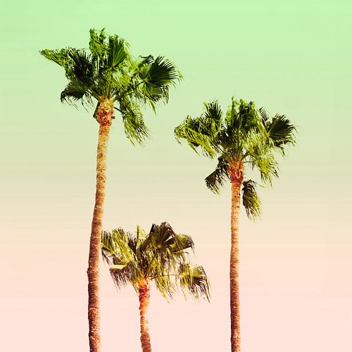 PASTE PALM BANDEN Nr. 1A