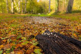Old tree stump with white mushrooms point the way to autumn colours in the beech forest by Bram Lubbers