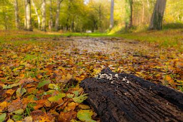 Oude boomstronk met witte paddenstoelen wijzen de weg naar de herfstkleuren in het beukenbos van Bram Lubbers