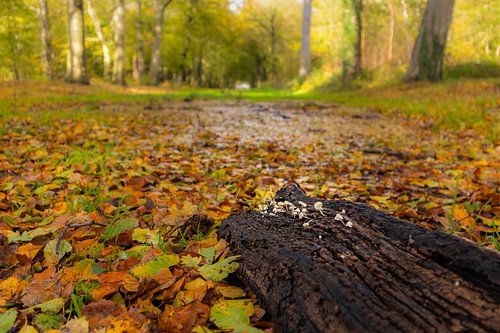 Oude boomstronk met witte paddenstoelen wijzen de weg naar de herfstkleuren in het beukenbos