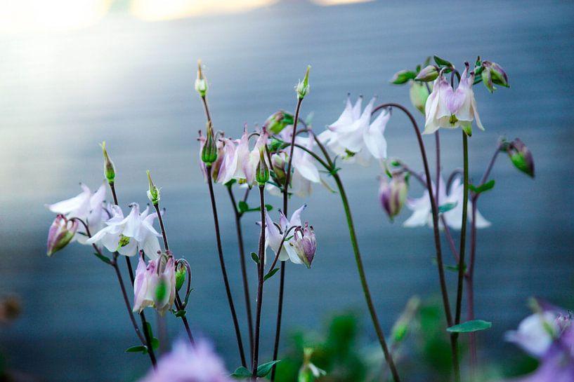 Des fleurs dans la lumière du matin par Iris Lobregt