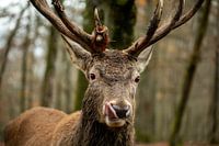 Cerf aux bois larges et imposants