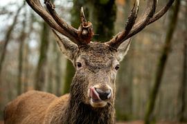 Hirsche mit großen, imposanten Geweihen von Sonja de Vlaming