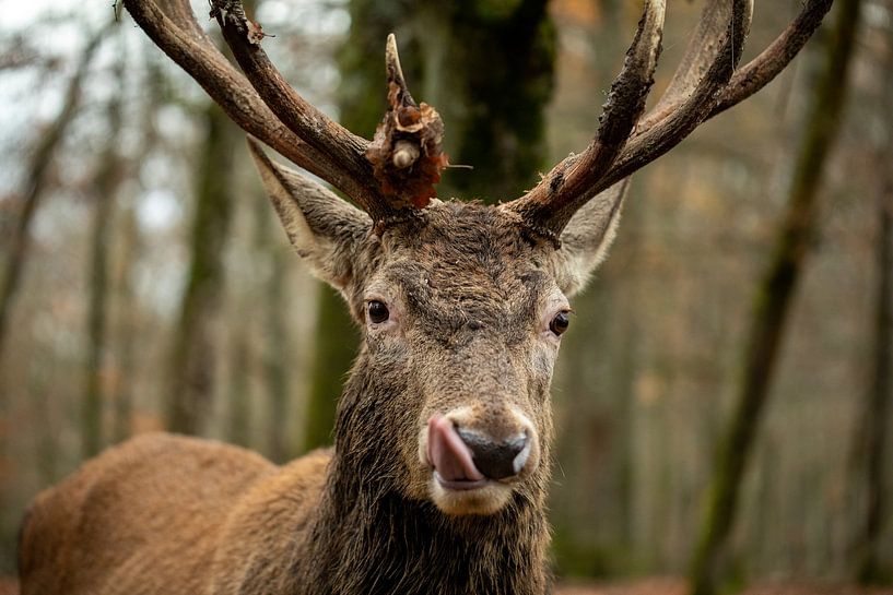 Deer with large, imposing antlers by Sonja de Vlaming