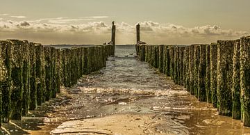 zoutelande zeeland sur anne droogsma