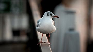 Eine Möwe steht auf der Reling von Jonas Weinitschke