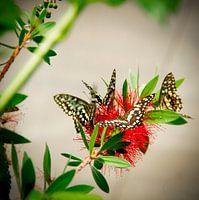 Vlinder: Limoenvlinder ( Papilio Demoleus)
