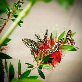 Butterfly: Lime butterfly ( Papilio Demoleus) by Guido Heijnen