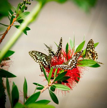 Papillon : Papillon tilleul ( Papilio Demoleus)