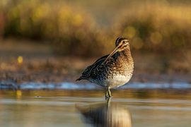 Bekassine in Herbstfärbung von Rando Kromkamp Natuurfotograaf