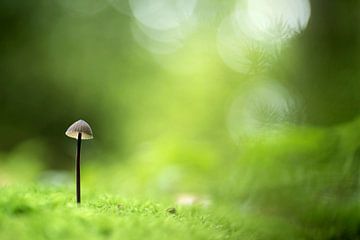 A small mushroom in a green forest
