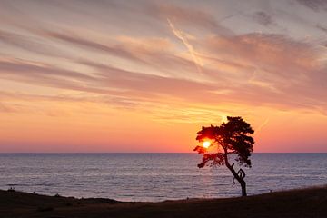 Pine Haväng by Sven-Erik Arndt