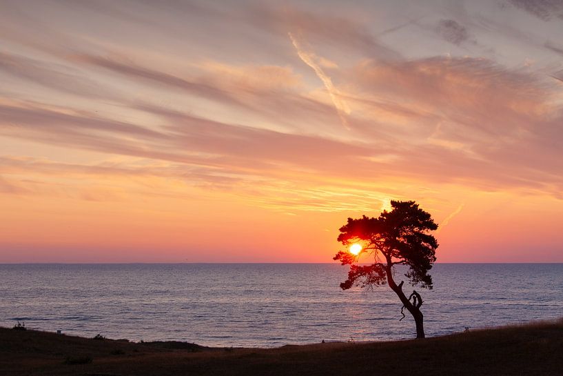 Pine Haväng by Sven-Erik Arndt