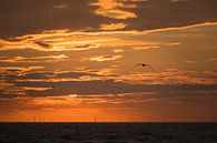Sunset over wind farm with gull by Jan Georg Meijer thumbnail