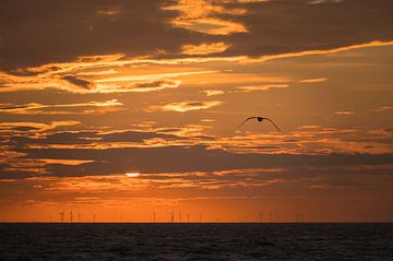 Sunset over wind farm with gull by Jan Georg Meijer