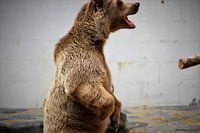 Siberische Bruine Beer @ZooServion