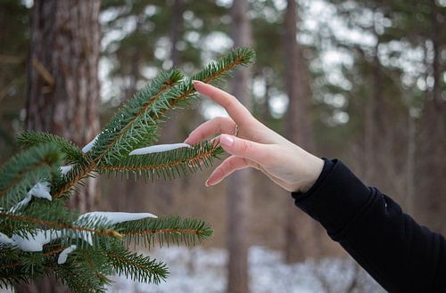 La neige et le pin