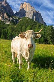 Cow in the dolomites by Gerben Tiemens