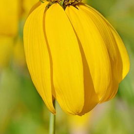 Sun hat by Violetta Honkisz
