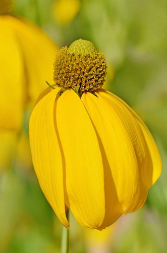 Sonnenhut von Violetta Honkisz