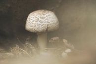 Eénzame paddenstoel in de mist van Angélique Vanhauwaert thumbnail