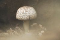 Lonely mushroom in the fog