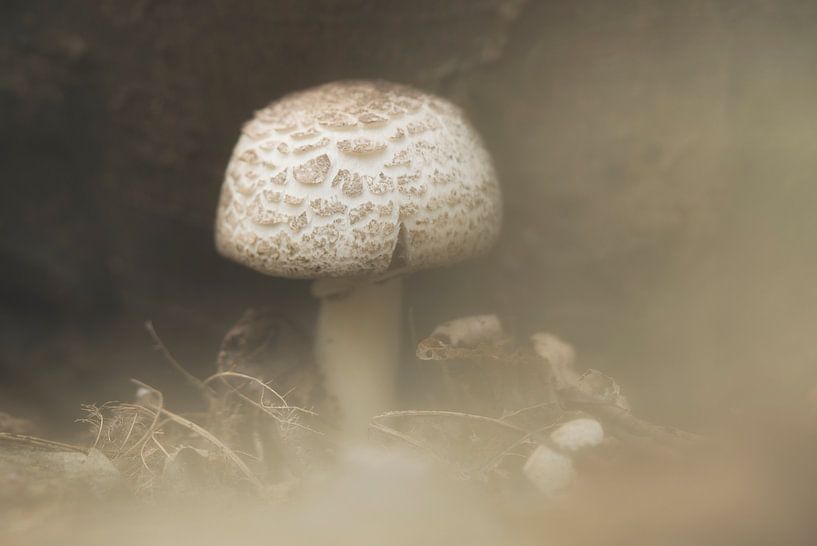 Eénzame paddenstoel in de mist van Angélique Vanhauwaert
