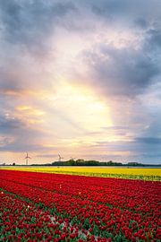 Tulpenveld in de zonsondergang van Marc-Sven Kirsch