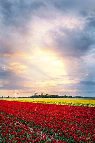 Tulip field in the sunset