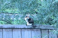Gato