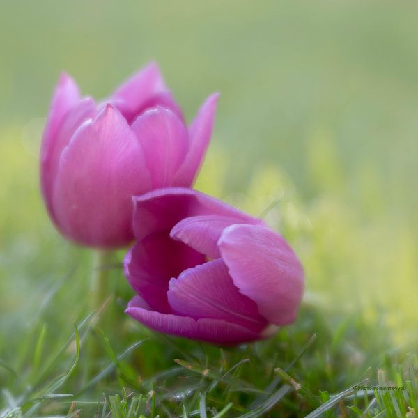 Tulpen von Simone Koster
