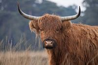 Schotse Hooglander kijkt recht in de lens